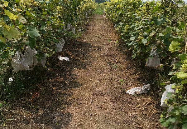 果园除草用什么除草剂不伤根