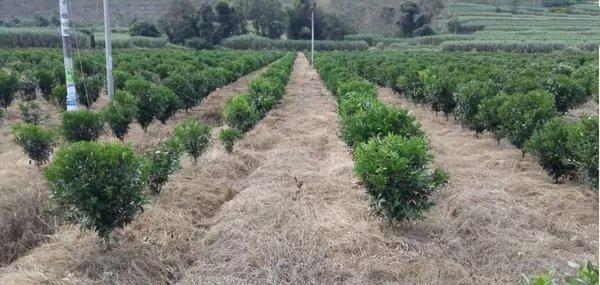 果园除草用什么除草剂不伤根