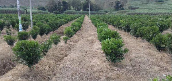 果园除草用什么除草剂不伤根