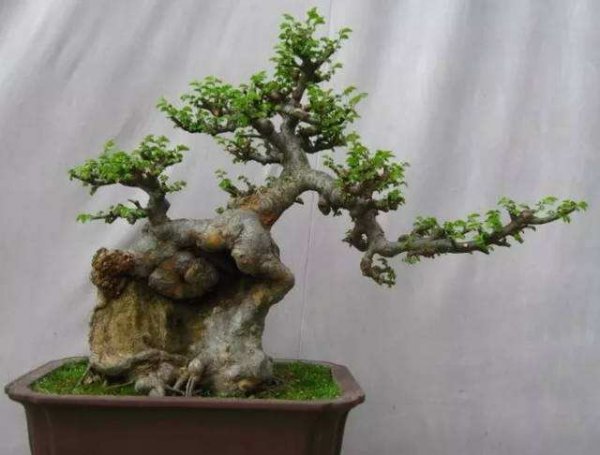 小叶榆树叶子发黄一碰就掉落