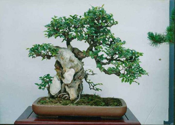 小叶榆树叶子发黄一碰就掉落