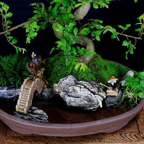 小叶榆树叶子发黄一碰就掉落