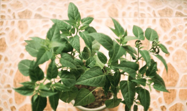 夜来香适合放在卧室吗