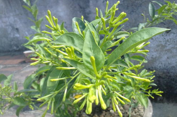 夜来香适合放在卧室吗