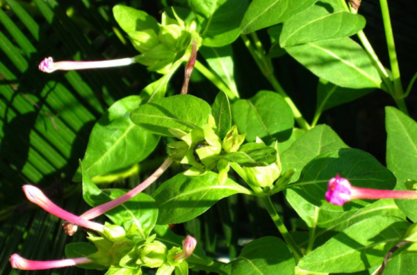 夜来香适合放在卧室吗