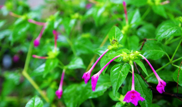 夜来香适合放在卧室吗