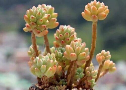 多肉可以晒太阳吗