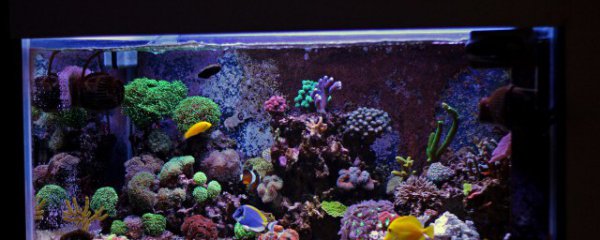 鱼缸起雾原因和解决方法