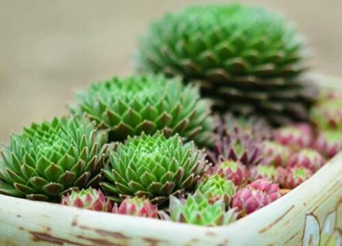 长生草的养殖方法和注意事项