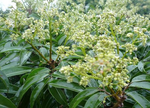 荔枝花期是什么时候