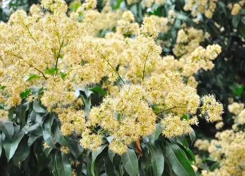 荔枝花期是什么时候