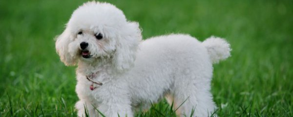 贵宾性格挑选方法