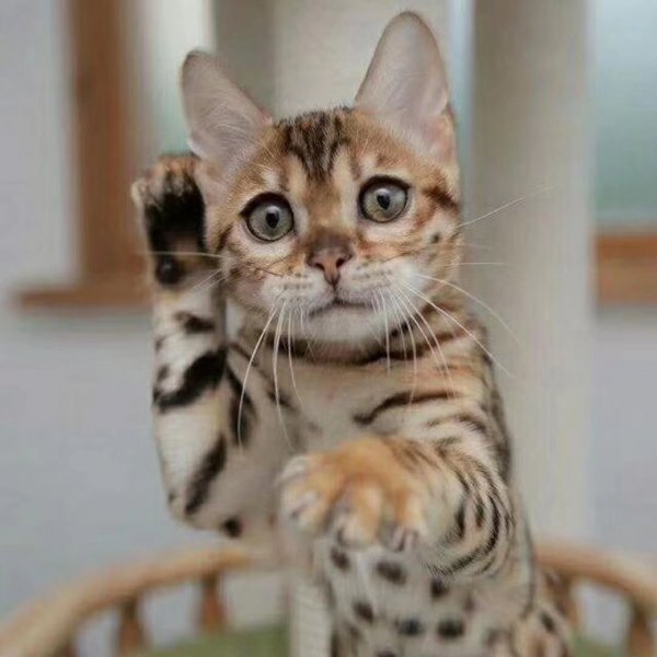 最漂亮的猫是什么品种