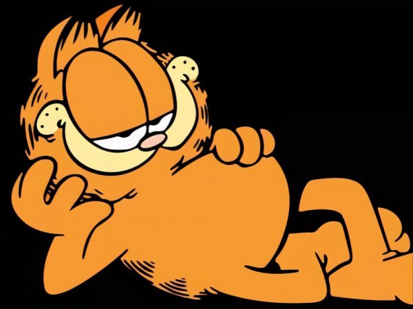 最漂亮的猫是什么品种