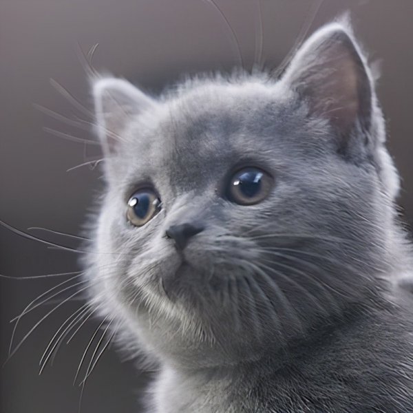 最漂亮的猫是什么品种