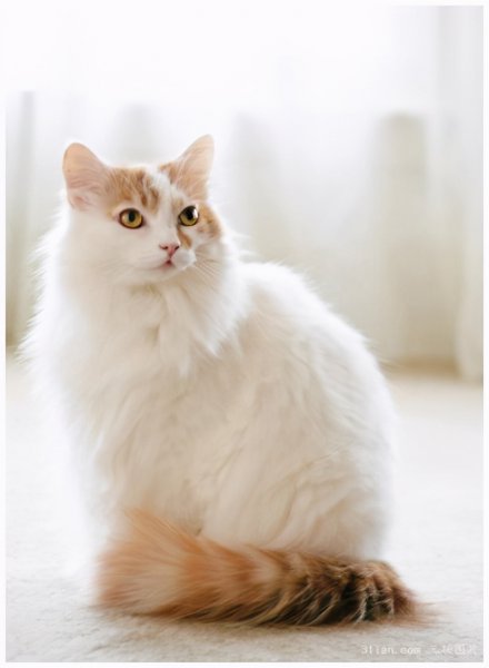 最漂亮的猫是什么品种