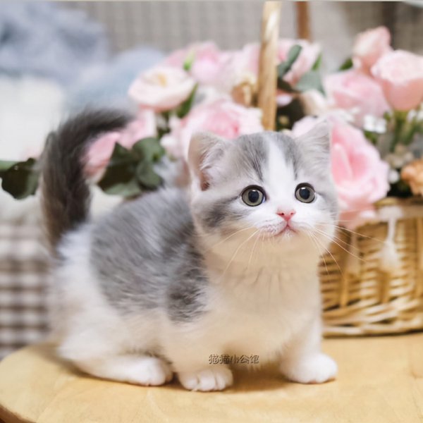 最漂亮的猫是什么品种