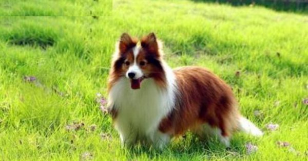 喜乐蒂为什么养的人少