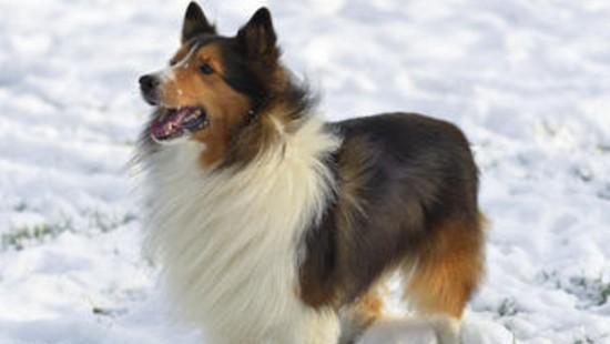 喜乐蒂为什么养的人少