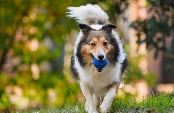 喜乐蒂为什么养的人少