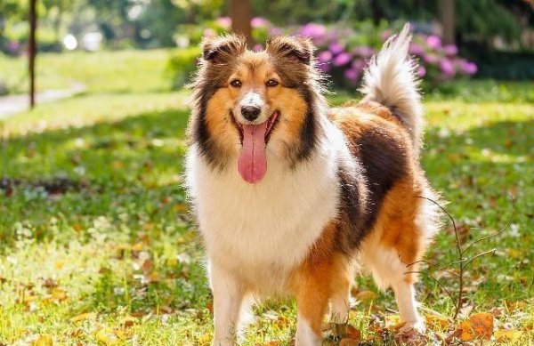 喜乐蒂为什么养的人少