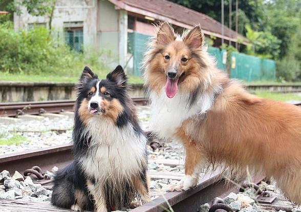 喜乐蒂为什么养的人少