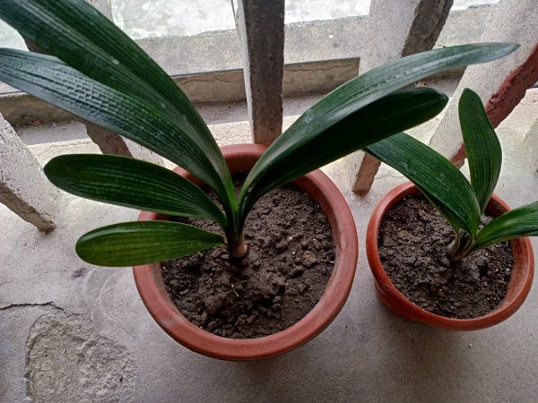 君子兰养护四怕