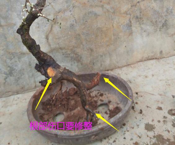 荀子下山老桩怎样栽培能养活