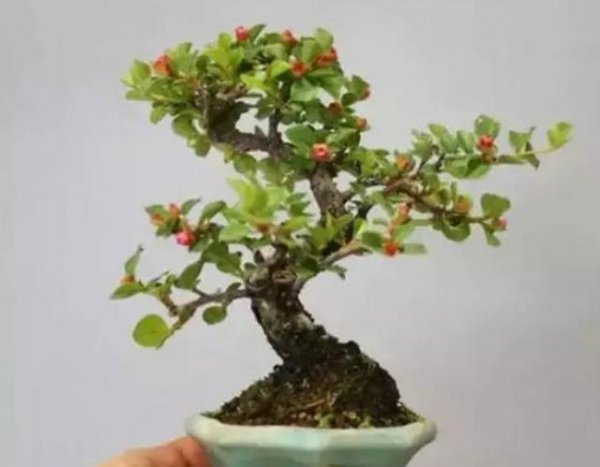 荀子下山老桩怎样栽培能养活