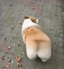 为什么柯基要断尾而其他狗不需要