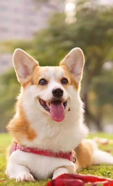 为什么柯基要断尾而其他狗不需要