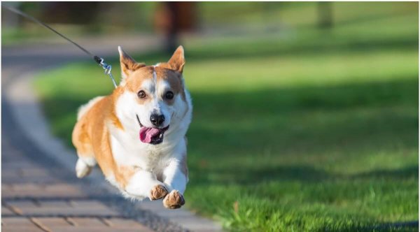 为什么柯基要断尾而其他狗不需要