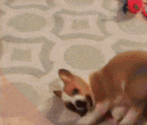 为什么柯基要断尾而其他狗不需要