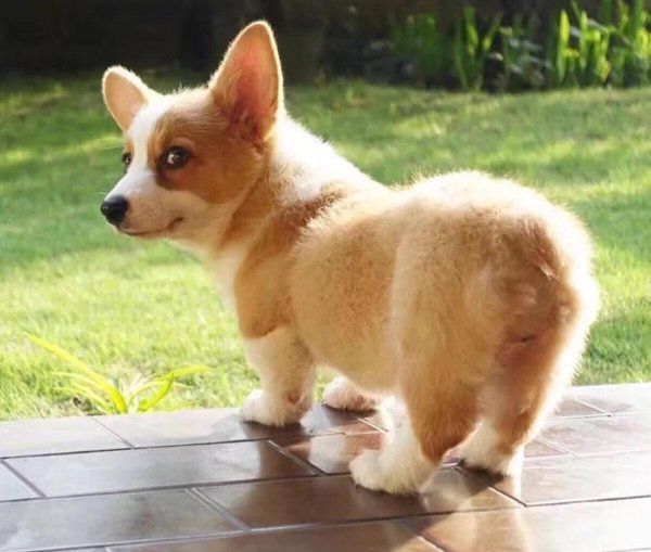 为什么柯基要断尾而其他狗不需要