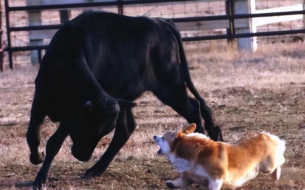 为什么柯基要断尾而其他狗不需要