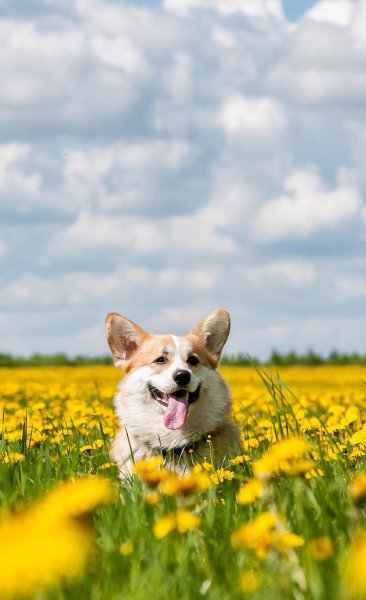 为什么柯基要断尾而其他狗不需要