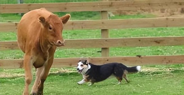 为什么柯基要断尾而其他狗不需要