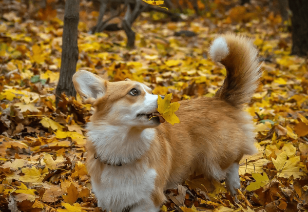 为什么柯基要断尾而其他狗不需要
