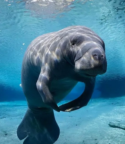 海豹和海狮的区别图片