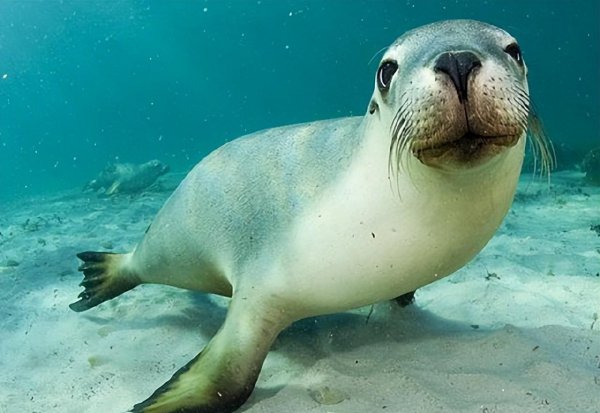 海豹和海狮的区别图片