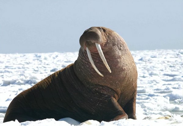 海豹和海狮的区别图片