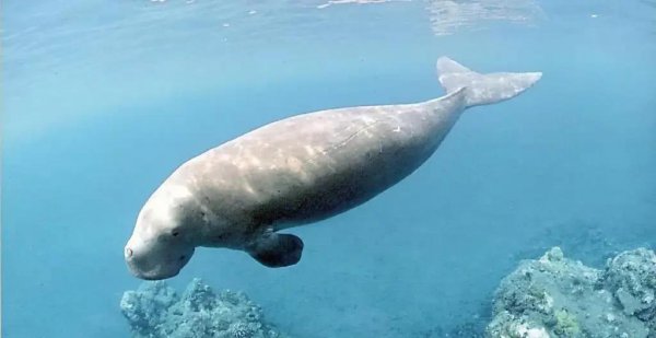 海豹和海狮的区别图片