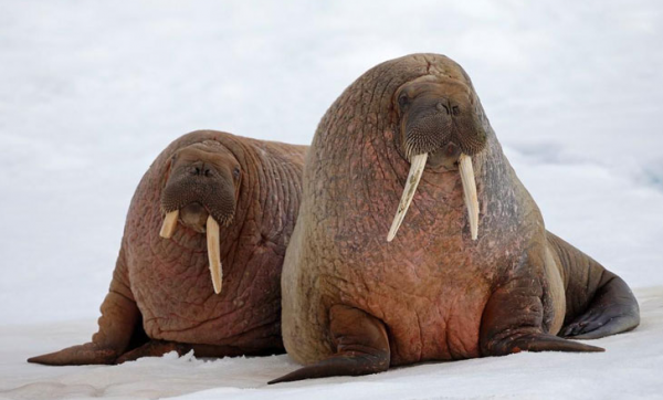 海豹和海狮的区别图片