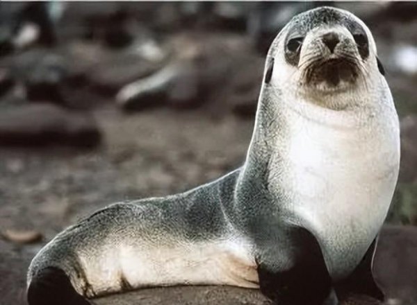海豹和海狮的区别图片