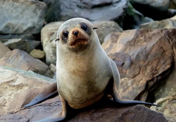 海豹和海狮的区别图片