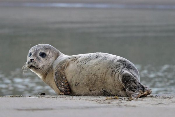 海豹和海狮的区别图片