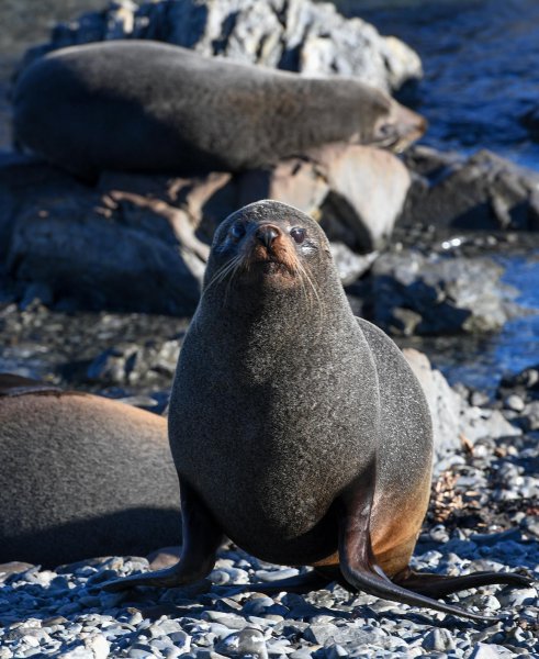海豹和海狮的区别图片