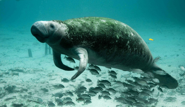 海豹和海狮的区别图片