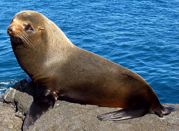 海豹和海狮的区别图片