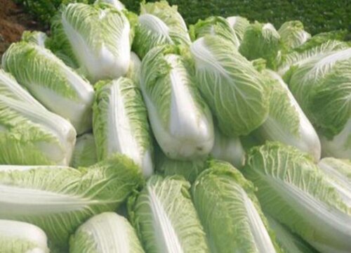 家庭储存白菜的好方法